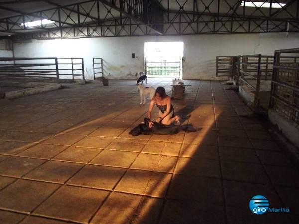 Protetores pedem plano municipal para animais em Garça