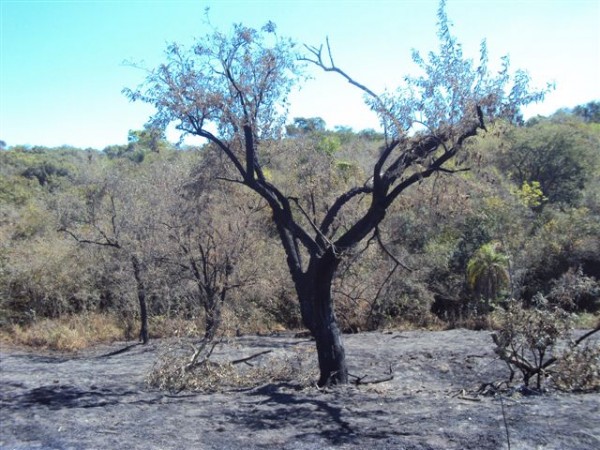 Queimadas atingem 230 hectares e rendem multas pesadas