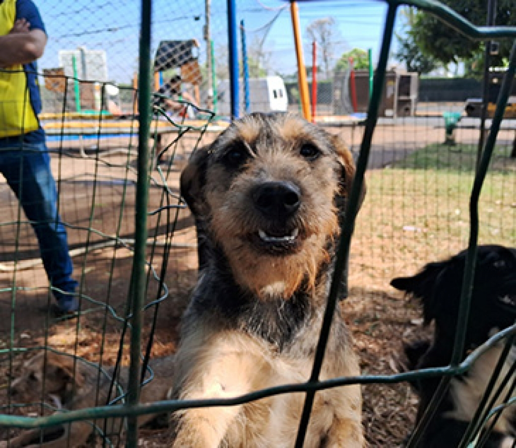 Feira de adoção em Marília vai ter 90 animais resgatados em rodovias