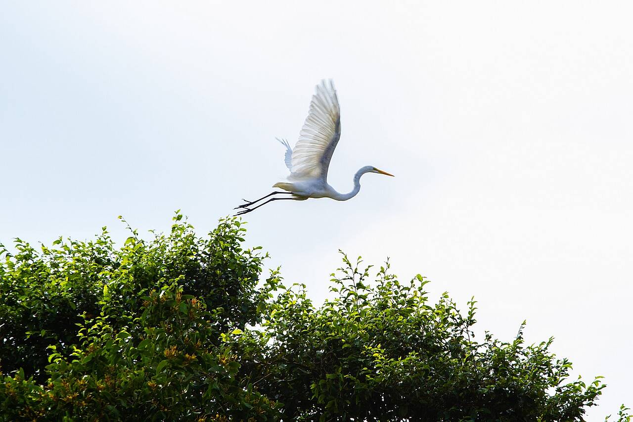 Garça sobrevoa a floresta amazônica. Foto: Pixabay