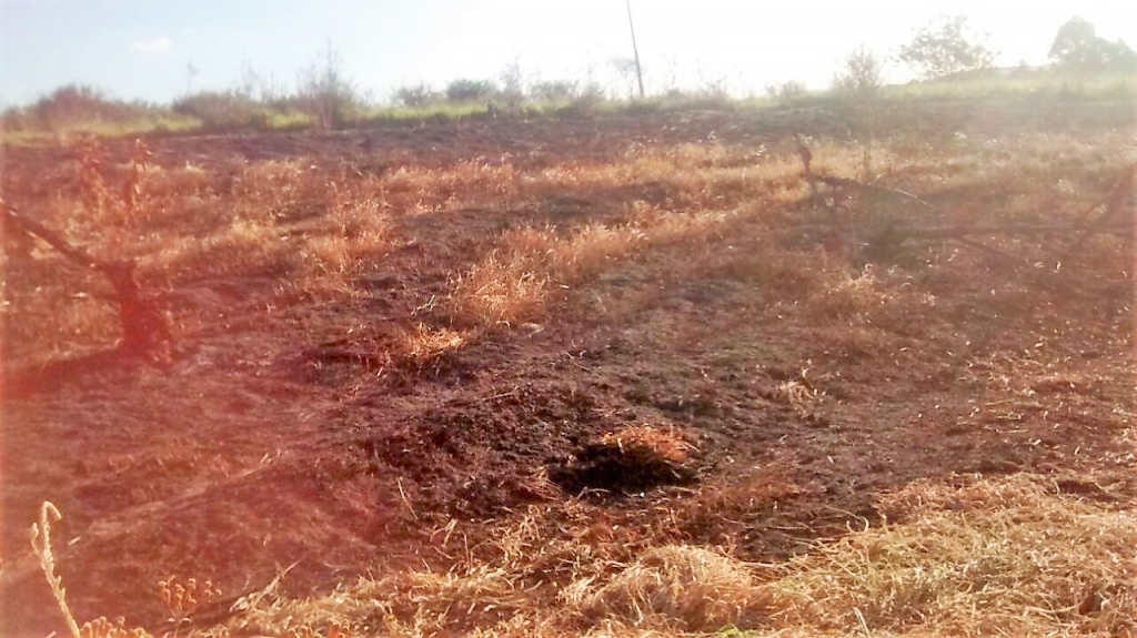 Queimada em pasto provoca multa de R$ 15 mil em Garça