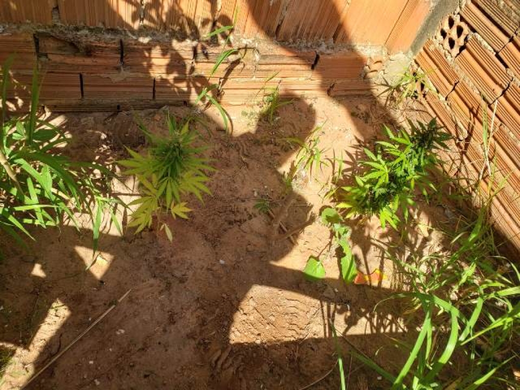 Polícia atende caso de violência doméstica e acha pés de maconha em Vera Cruz