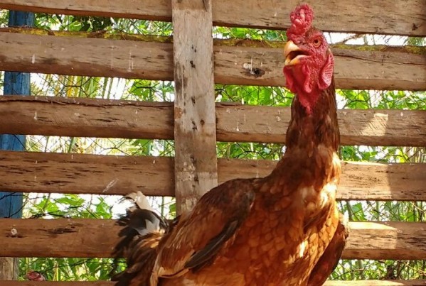 “Indião” galo da propriedade em Santa Cruz do Rio Pardo