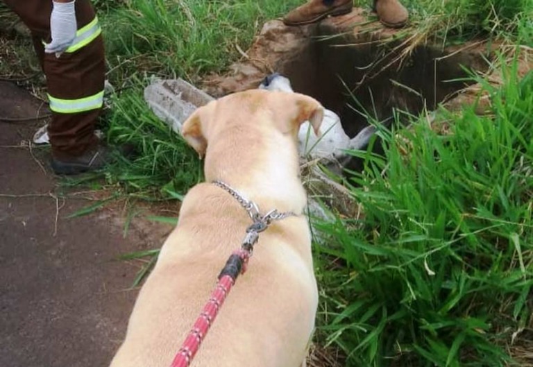 Cão acha boi em bueiro e ajuda resgate em Marília