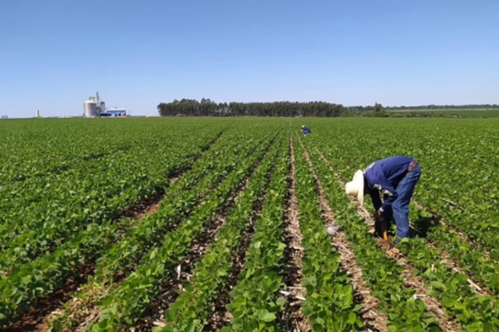 Brasil reforça compromisso ambiental para agricultura sustentável