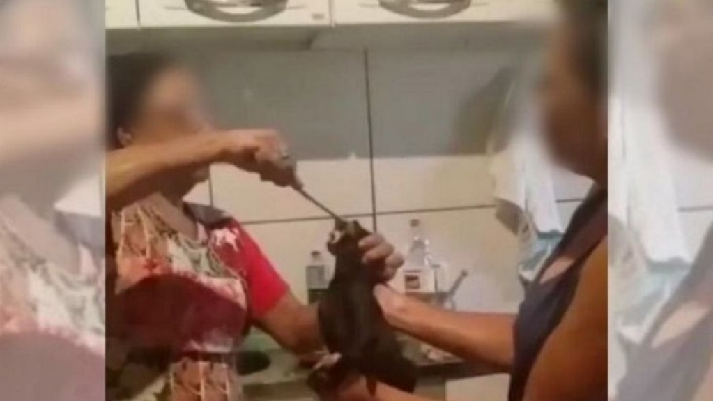 VÍDEO: Gato é torturado e obrigado a comer carne com pimenta, no ES