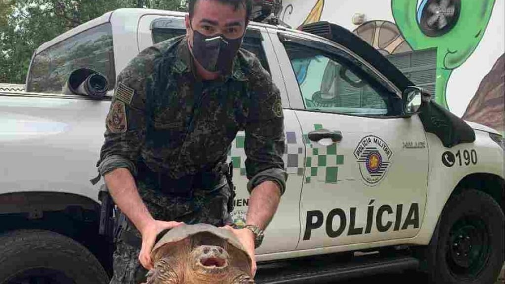 Tartaruga-aligátor, com mordida mais forte que a de um leão, é encontrada em SP