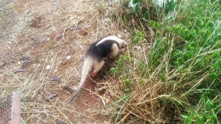 tamanduá capturado em bairro de Marília é libertado em área de mata