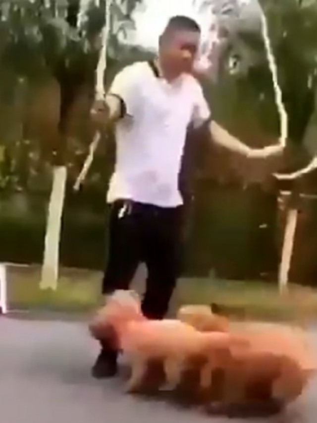 Vídeo de cães pulando corda é a coisa mais fofa que você vai ver hoje