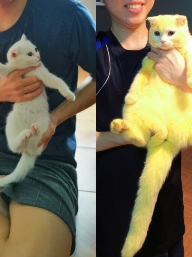 Dona transforma gato em Pikachu sem querer; veja o resultado