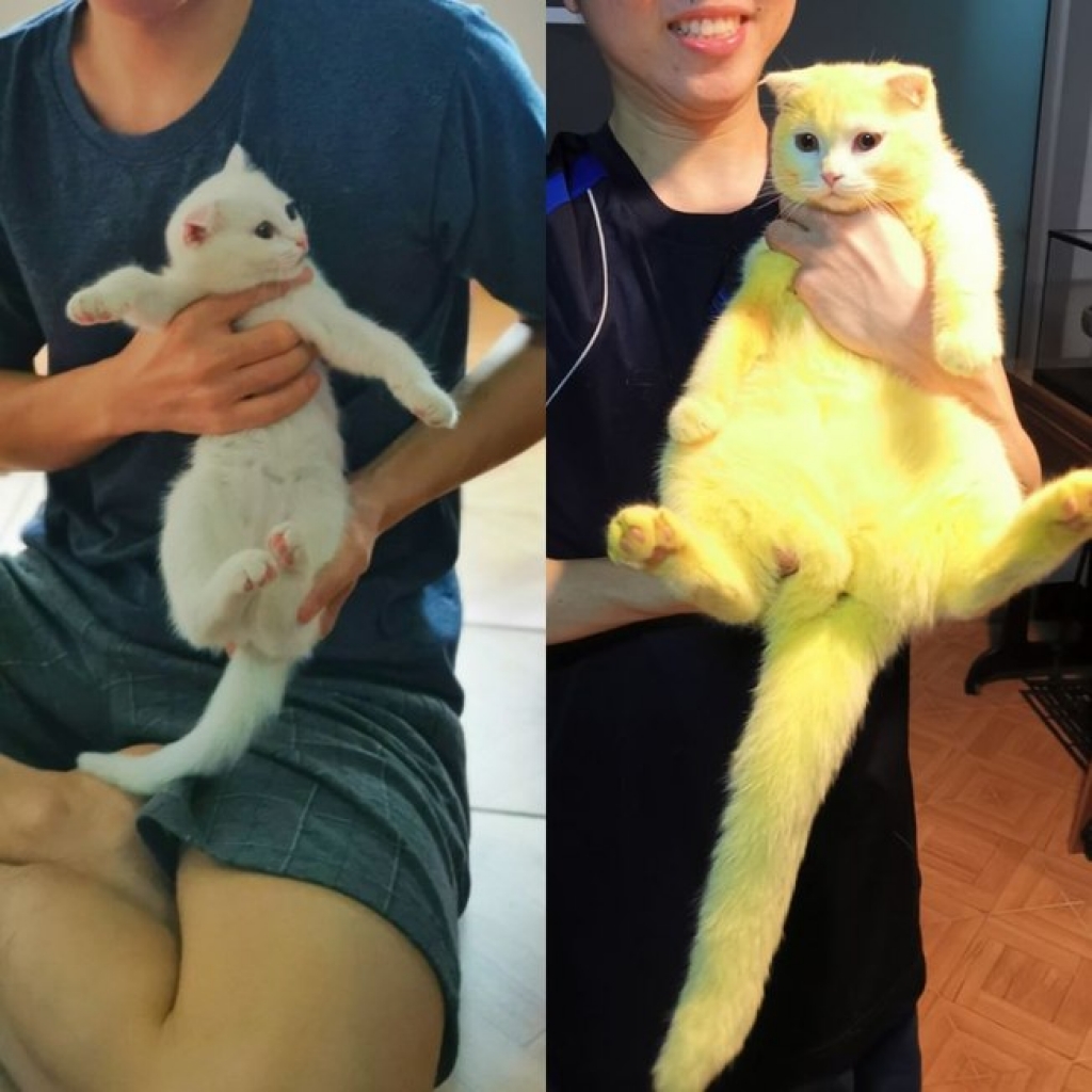 Dona transforma gato em Pikachu sem querer; veja o resultado