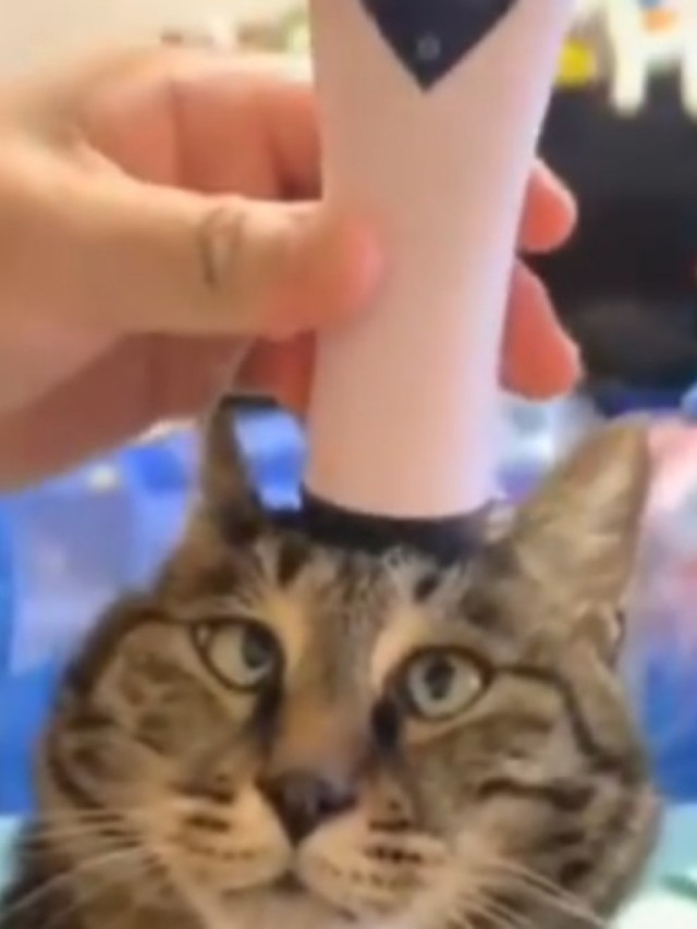 Gato tem reação adorável ao receber massagem; assista