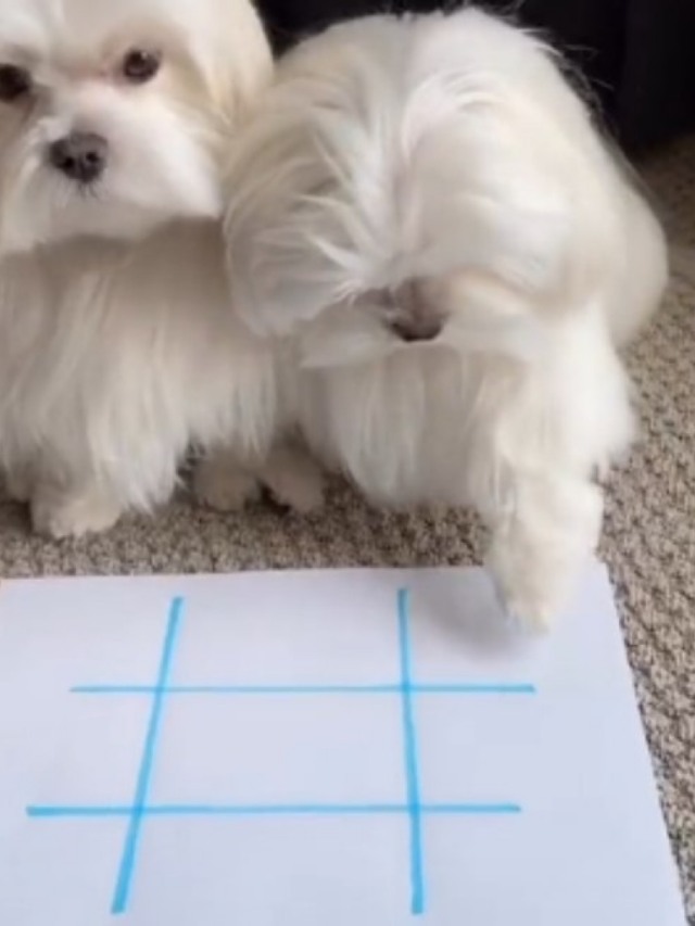 Cães brincando de jogo da velha fazem  sucesso no Tiktok