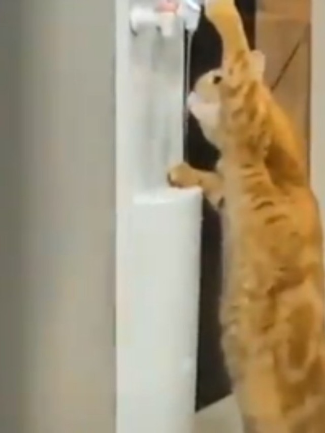 Pare tudo o que está fazendo e veja esse gatinho bebendo água em um bebedouro