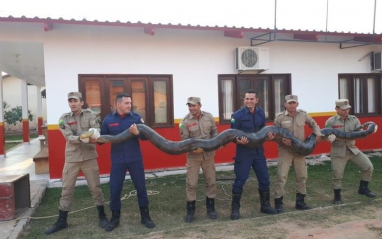Imensa sucuri de 6m e mais de 100kg é capturada em fazenda no Acre; assista