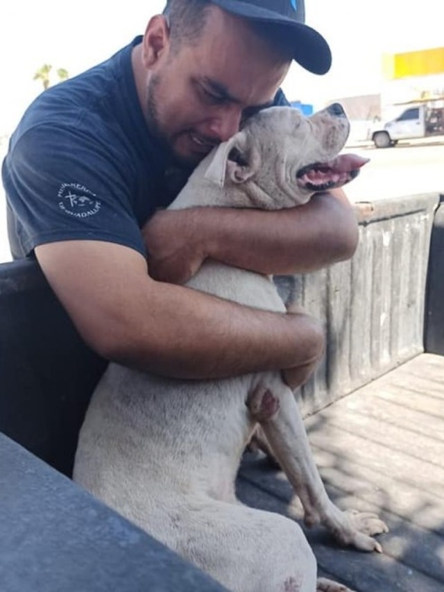 Emocionante: tutor leva cão doente para último passeio antes de partir