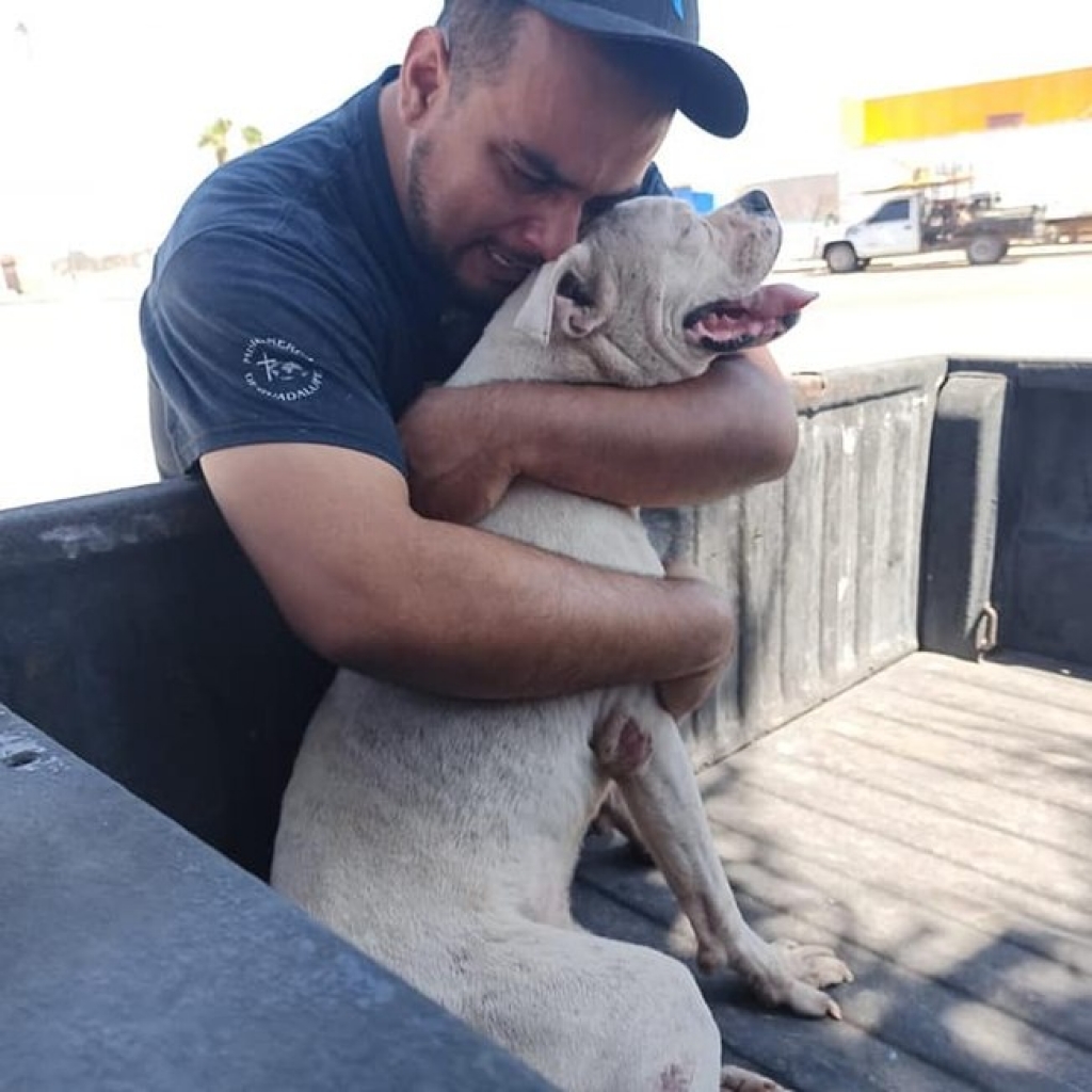 Emocionante: tutor leva cão doente para último passeio antes de partir