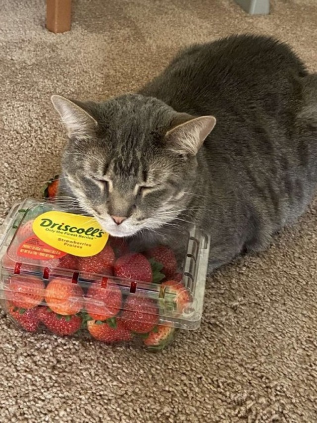 Fofura! Gato apaixonado por morango usa a fruta como aconchego; veja fotos