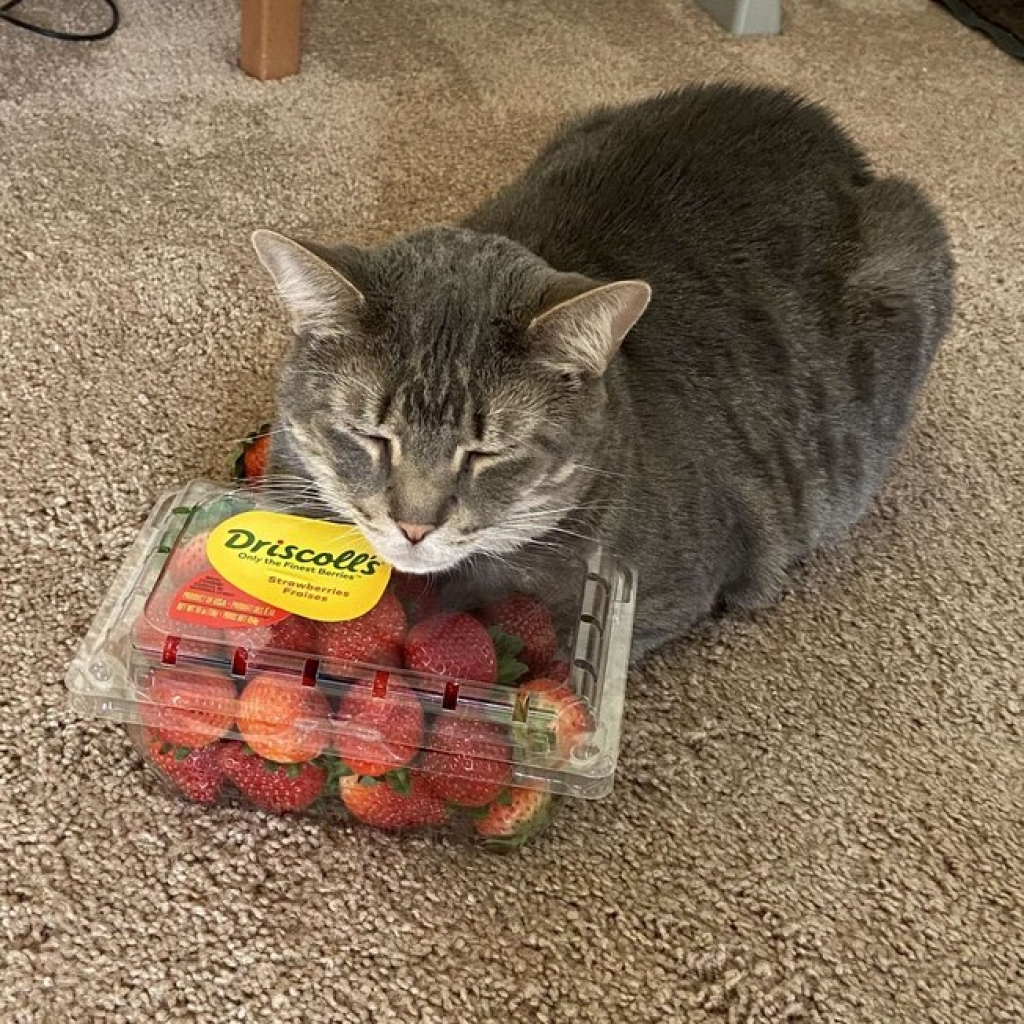 Fofura! Gato apaixonado por morango usa a fruta como aconchego; veja fotos