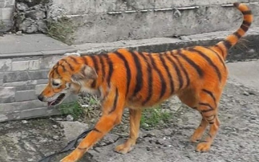 Absurdo! Cão é pintado de laranja e preto para parecer um tigre