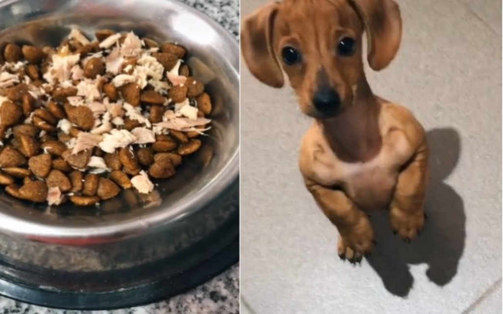 Vídeo de cãozinho pedindo comida é a coisa mais fofa que você vai ver hoje