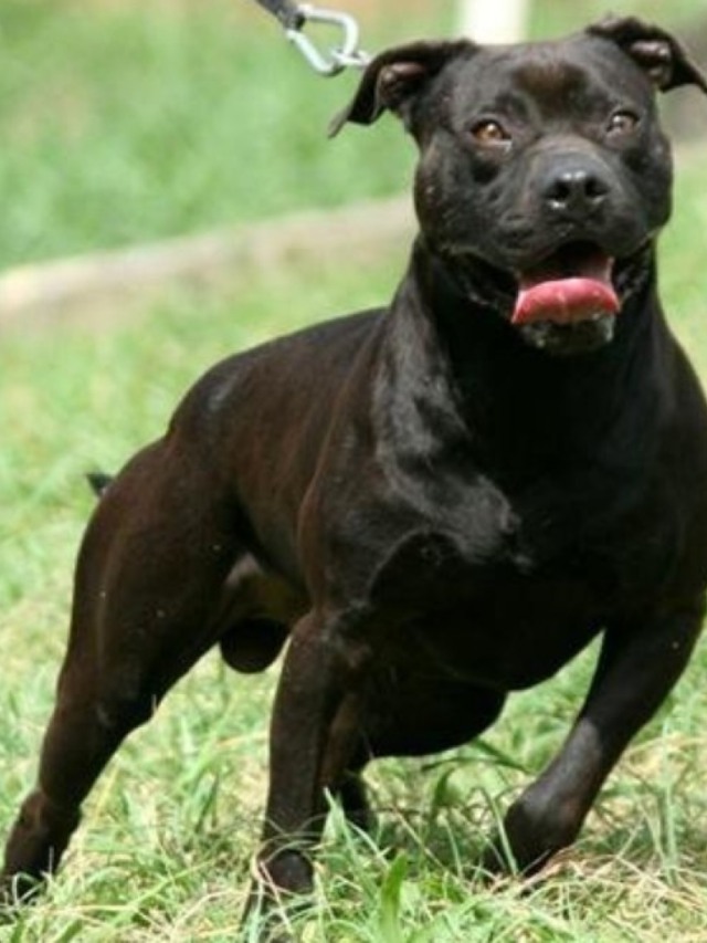 5 coisas que você talvez não saiba sobre a raça pitbull