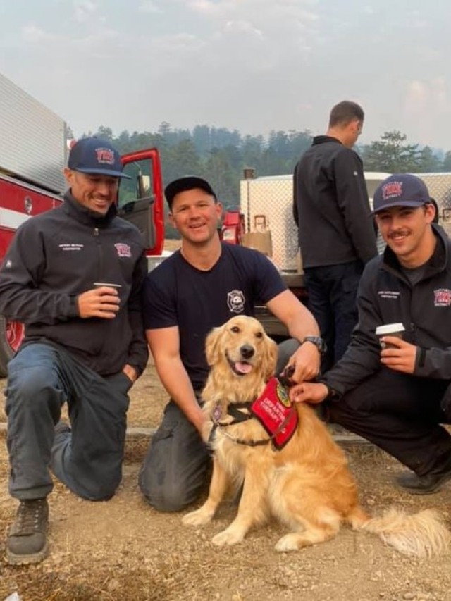 Cãozinho fofo conforta bombeiros que combatem incêndios na Califórnia