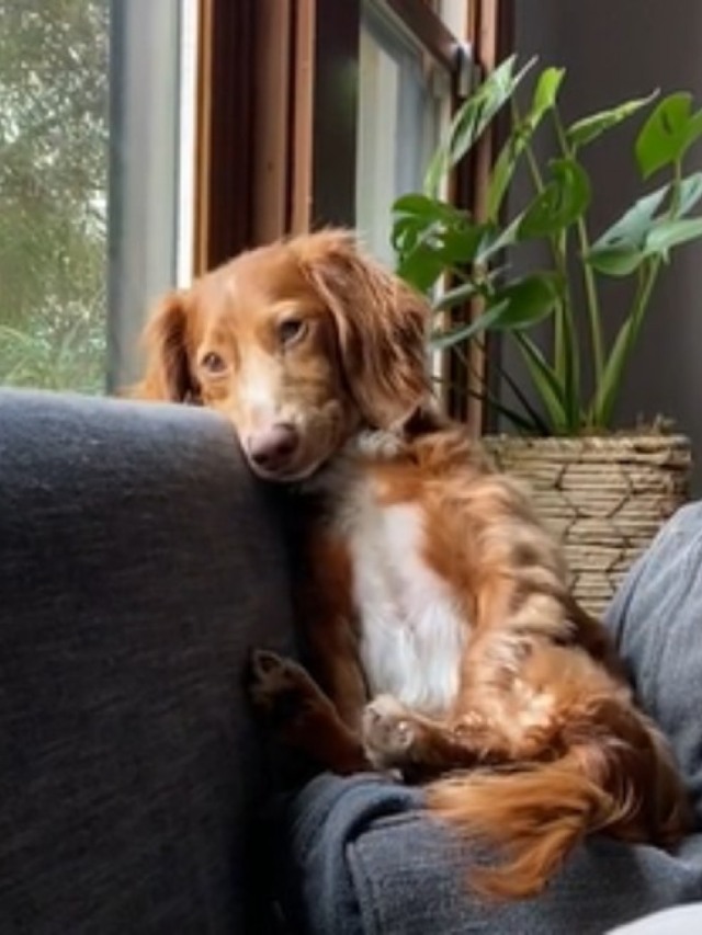Cão se comporta como um humano em vídeo hilário; veja