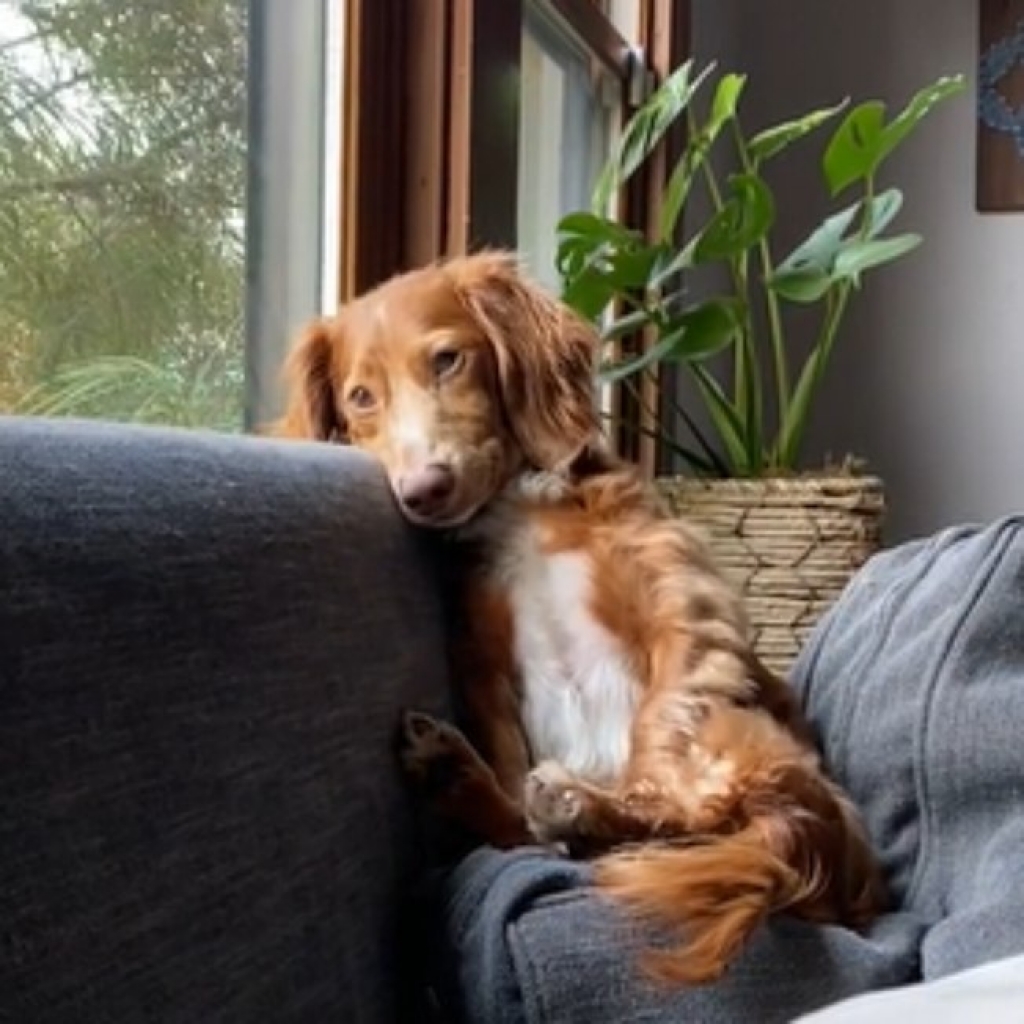 Cão se comporta como um humano em vídeo hilário; veja