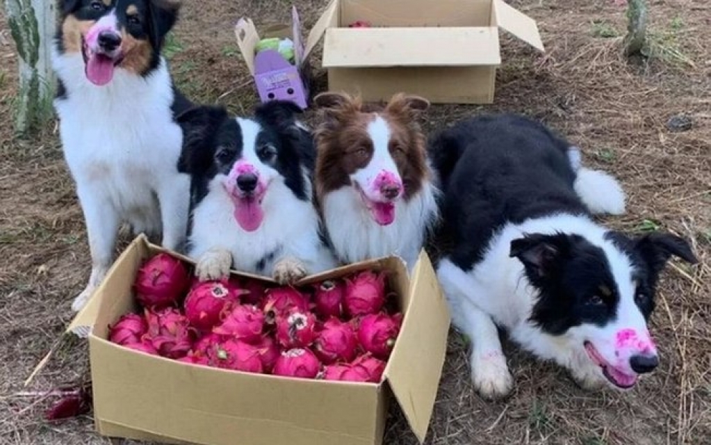 Cães ficam com os focinhos vermelhos ao comer frutas escondidos