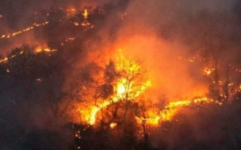Vaquinha arrecada dinheiro para ajudar animais vítimas de incêndio no Pantanal