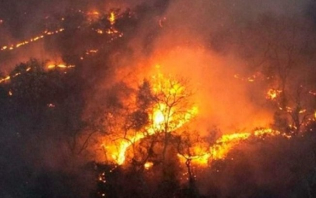 Vaquinha arrecada dinheiro para ajudar animais vítimas de incêndio no Pantanal
