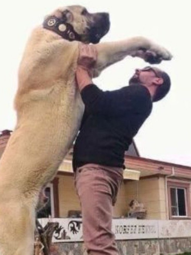 6 motivos para você não ter um cachorro grande em casa