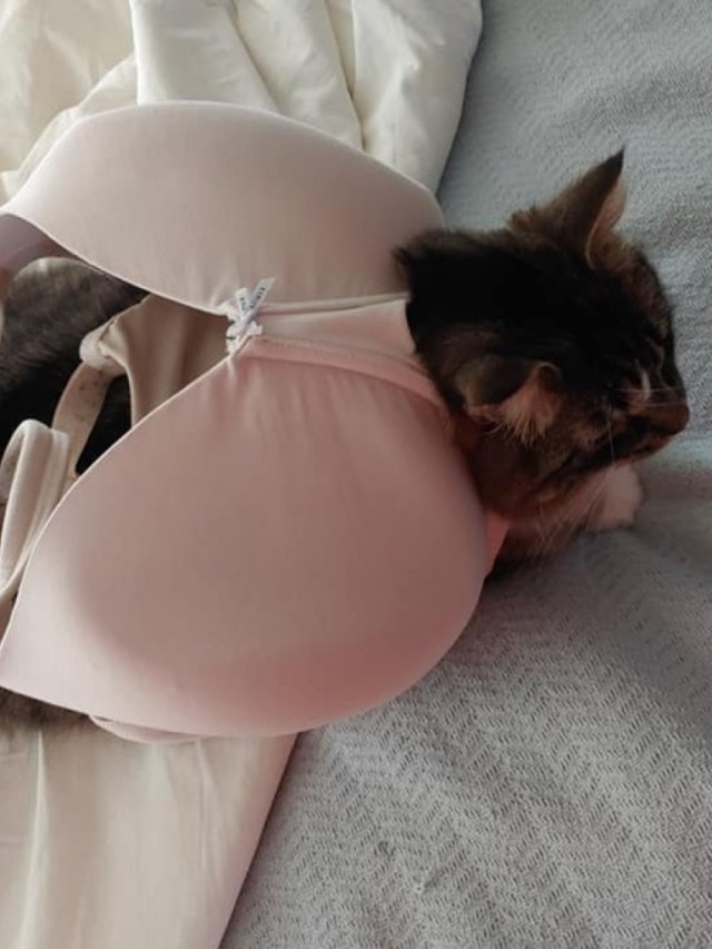 Hilário! Gata espera por sutiã de sua dona todos os dias de manhã