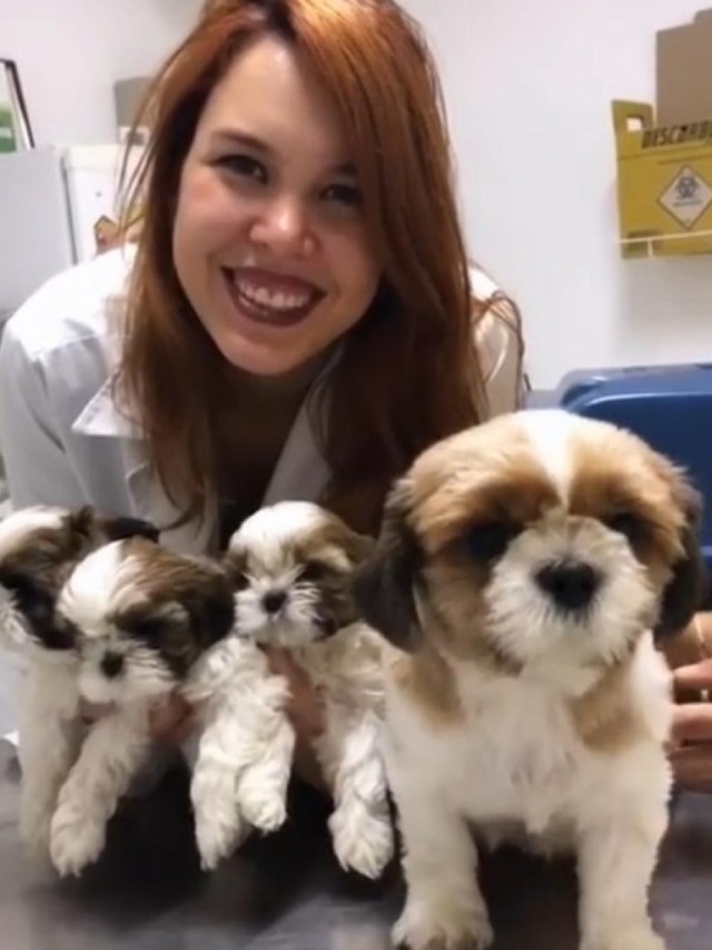 Dia do veterinário: histórias de profissionalismo e amor aos animais