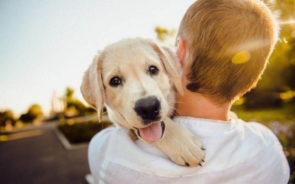 Qual raça de cachorro combina mais com você?