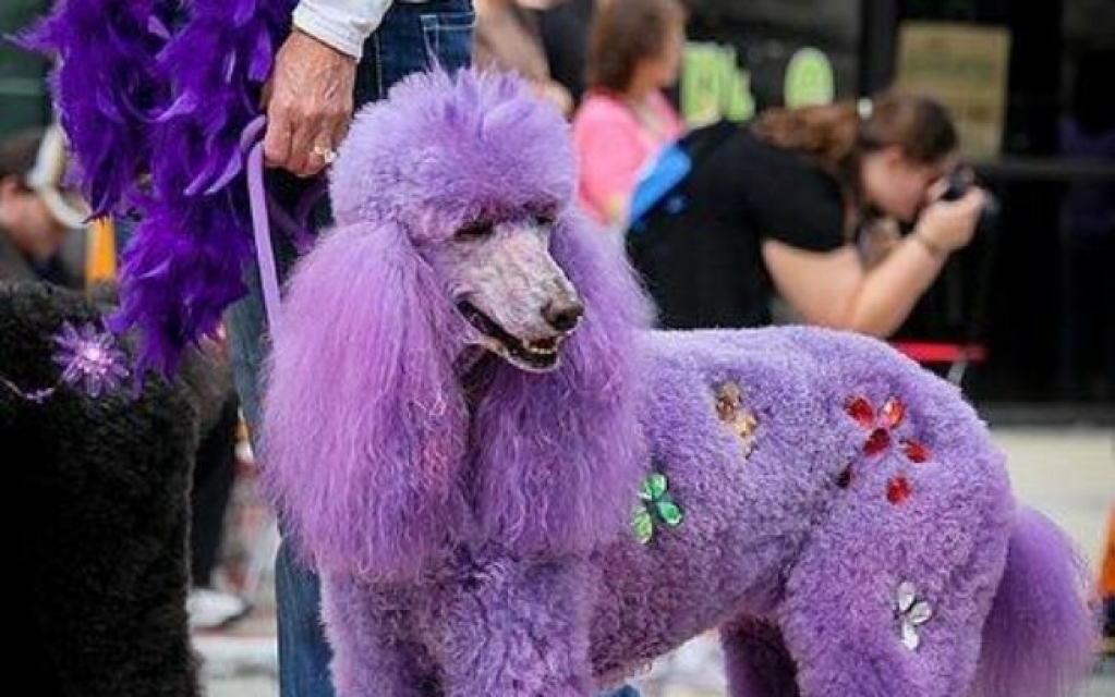 Posso tingir o pelo do meu pet? Saiba como fazer isso com segurança