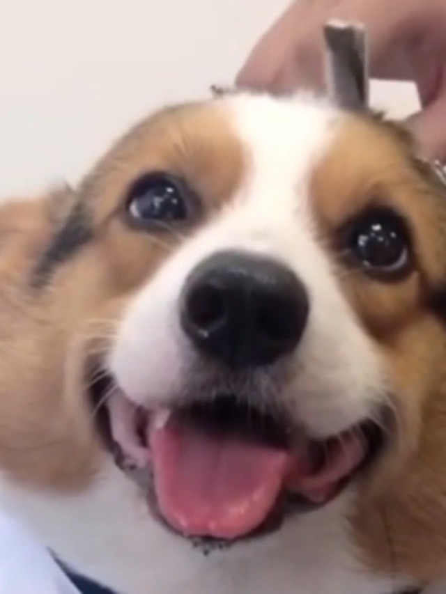 Cãozinho cortando o cabelo é a coisa mais fofa que você vai ver