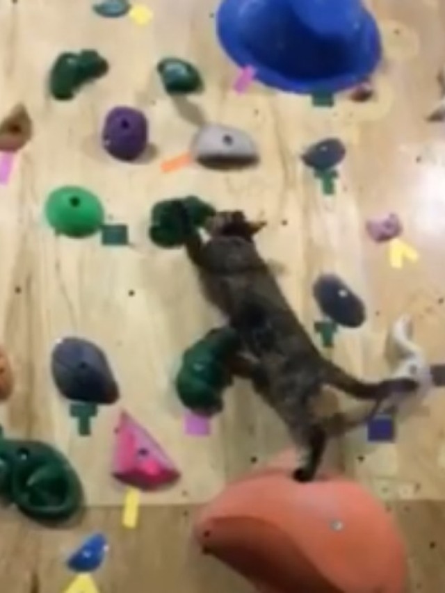 Hilário! Gatinha atleta viraliza praticando escalada