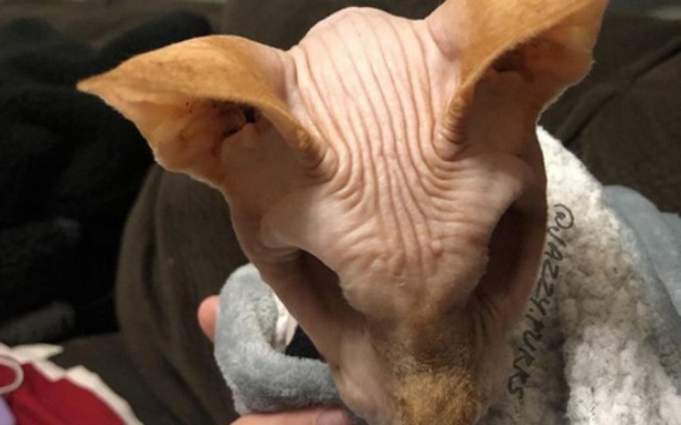 Gatinho que não possui olhos faz sucesso em Instagram fofo