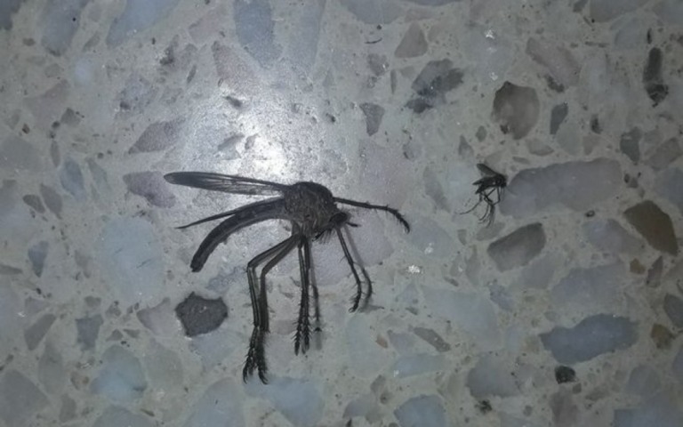 Moradores de São Paulo enfrentam infestação de pernilongos e cobram a prefeitura