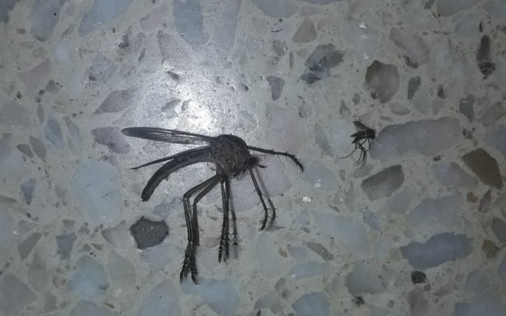 Moradores de São Paulo enfrentam infestação de pernilongos e cobram a prefeitura Moradores de São Paulo enfrentam infestação de pernilongos e cobram a prefeitura