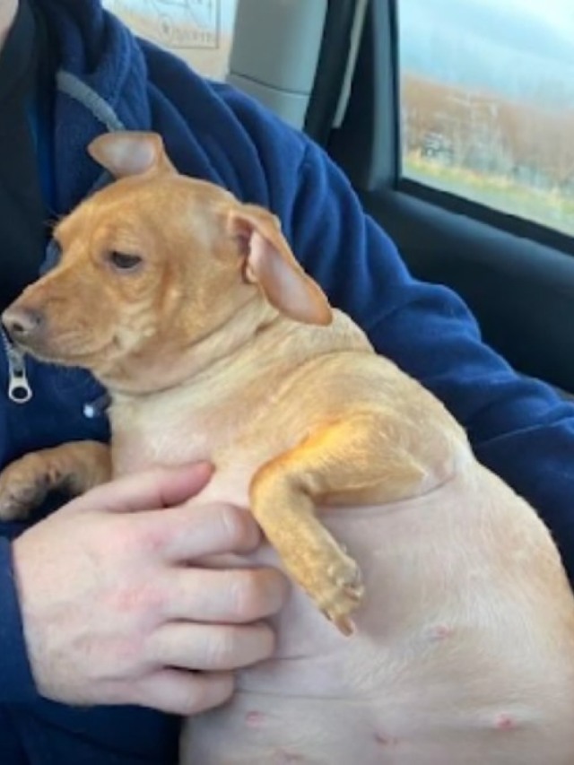Assista ao fofo antes e depois de cadela obesa que perdeu 16 quilos