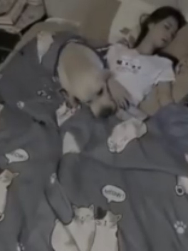 Cão é flagrado colocando cobertor na dona em vídeo viral do Tiktok; veja