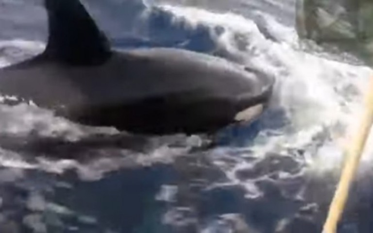Baleias cercam embarcação na Bahia: é gigante, pai; veja o vídeo