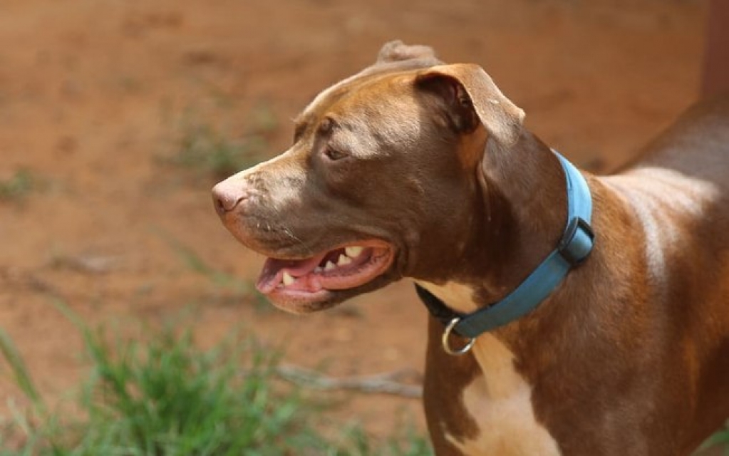 Jovem é mordida e agredida pelo companheiro ao defender cachorro de agressão Jovem é mordida e agredida pelo companheiro ao defender cachorro de agressão