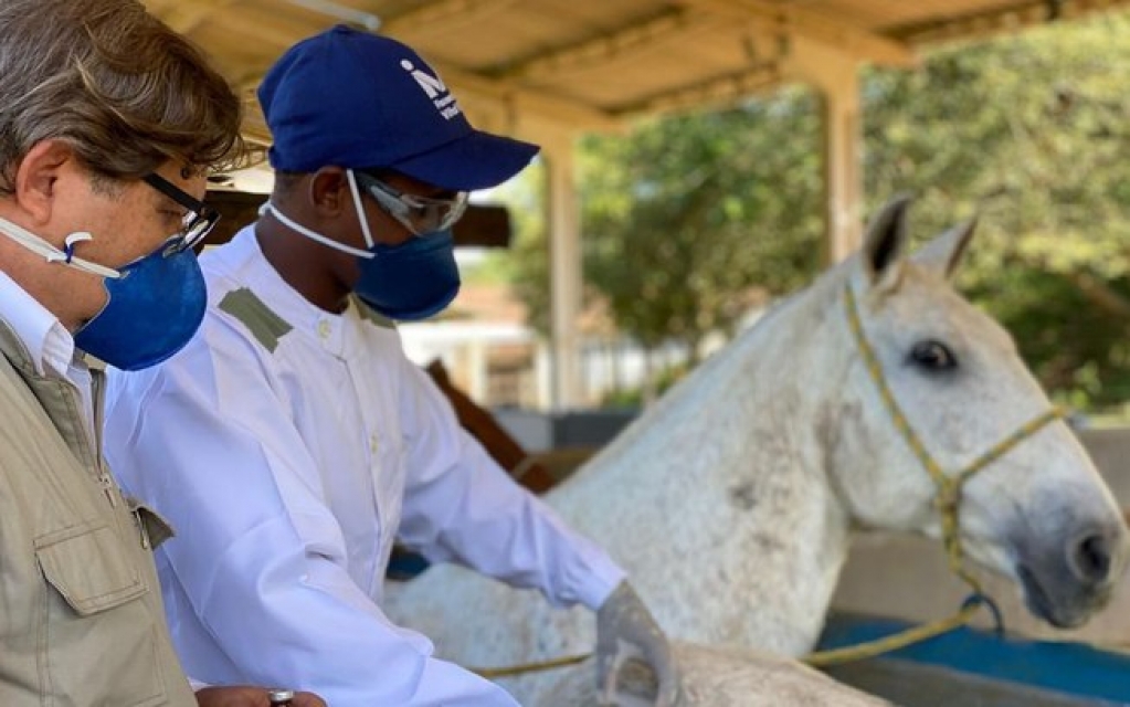 Na Argentina, soro de cavalo é testado em pacientes com a Covid-19