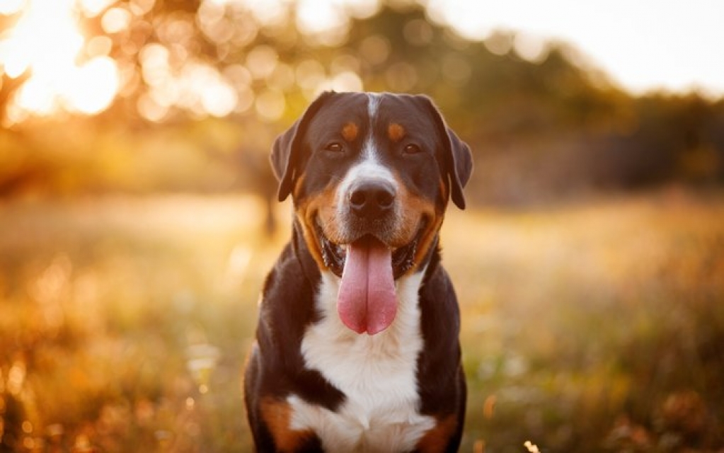 Descubra o signo do seu pet a partir do aniversário dele