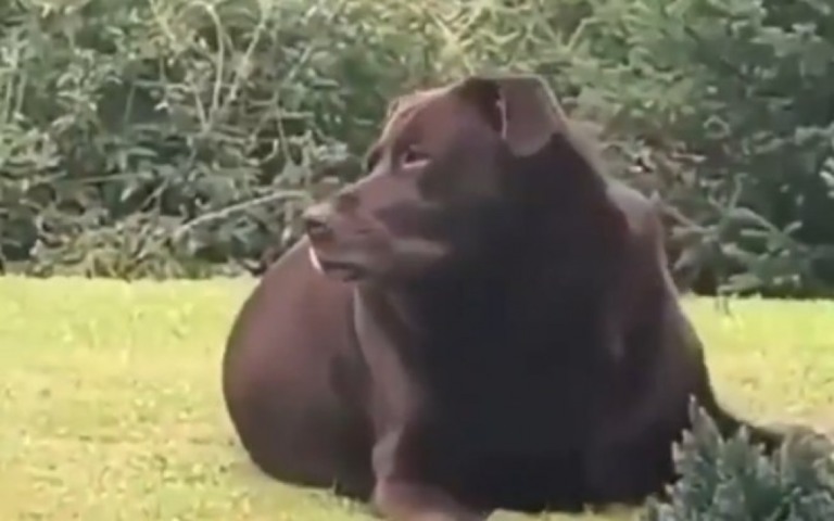 Cão ou urso? Vídeo de confusão hilária com cachorro gigante viraliza