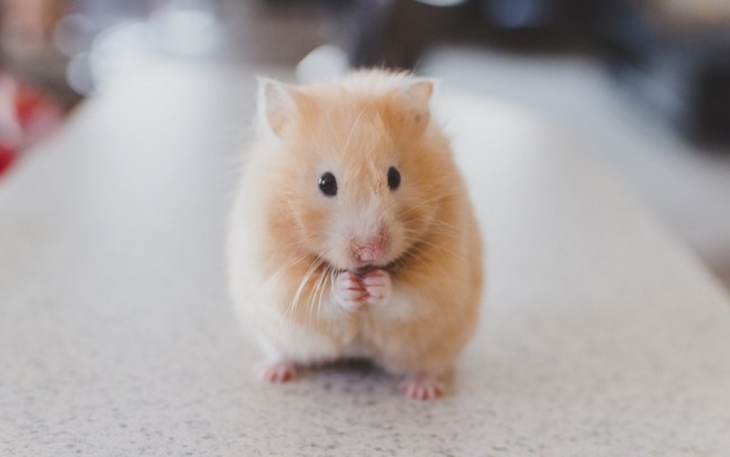 6 motivos para você não ter um hamster na sua casa